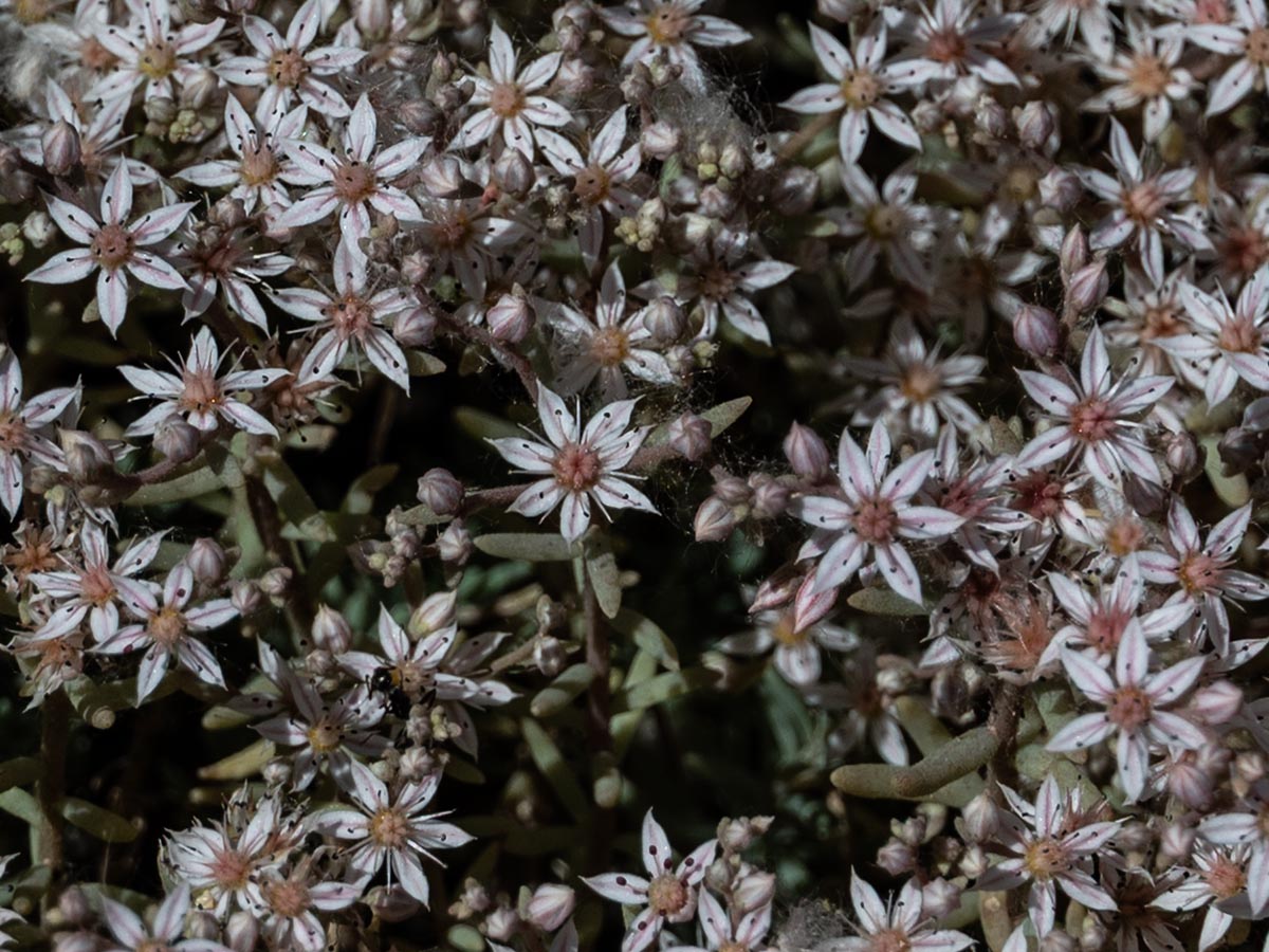 Blüten